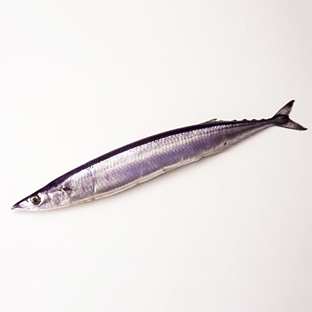 旬のきほん 魚