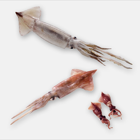 旬のきほん 魚