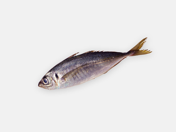 旬のきほん 魚