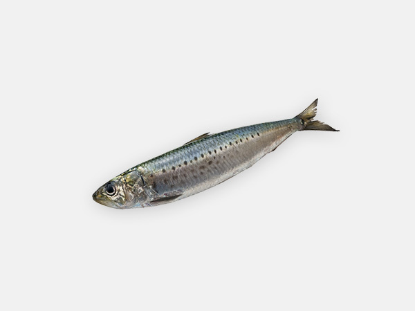 旬のきほん 魚