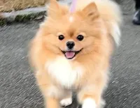 うちのワンコをご紹介！！　元気いっぱい！
